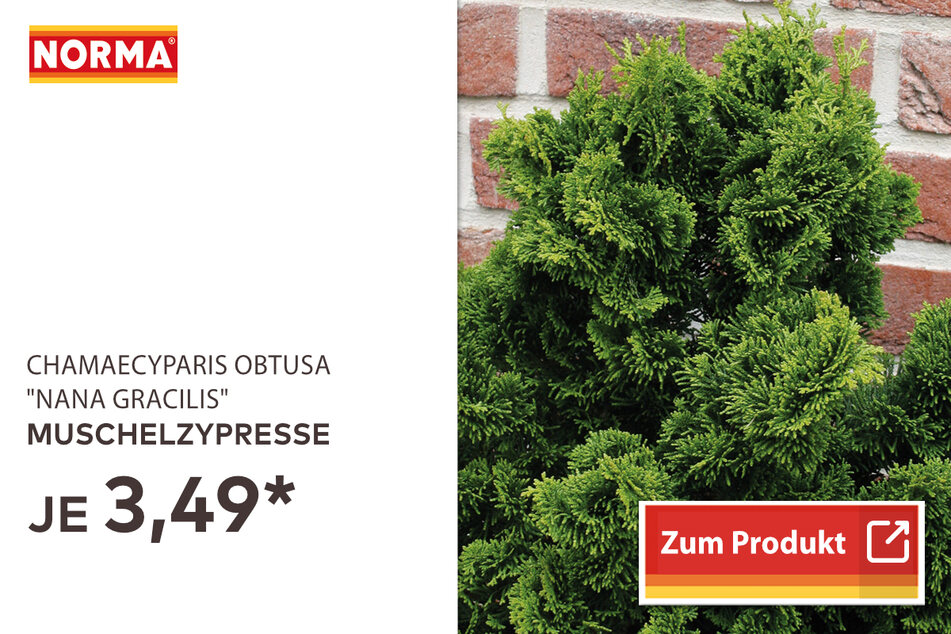 Muschelzypresse für 3,49 Euro
