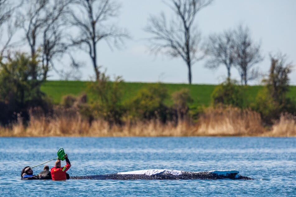 Mithilfe eines Endoskops und einer Gießkanne wurde Timmy am Sonntag wie auch schon am Samstag Süßwasser angeboten.