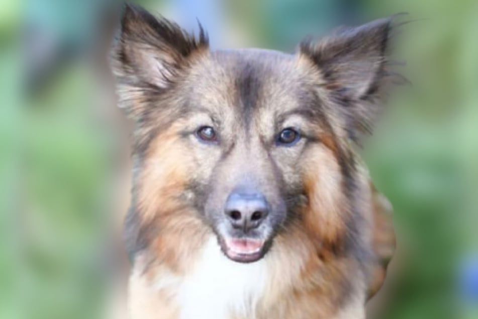Der hübsche Milow wurde gefunden und bisher nicht abgeholt.
