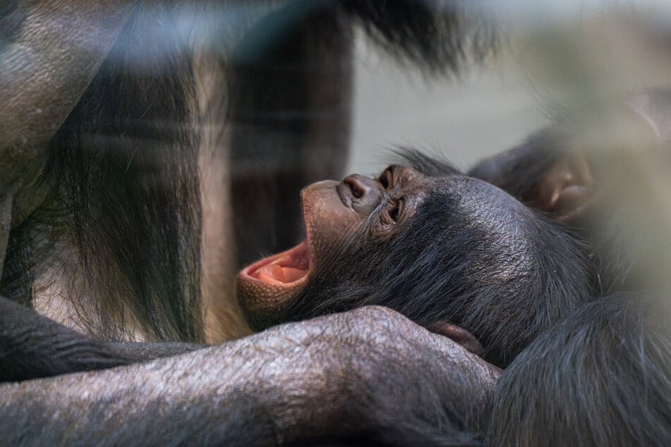 Müde, aber putzmunter zeigte sich das Bonobo-Baby seiner Mutter.