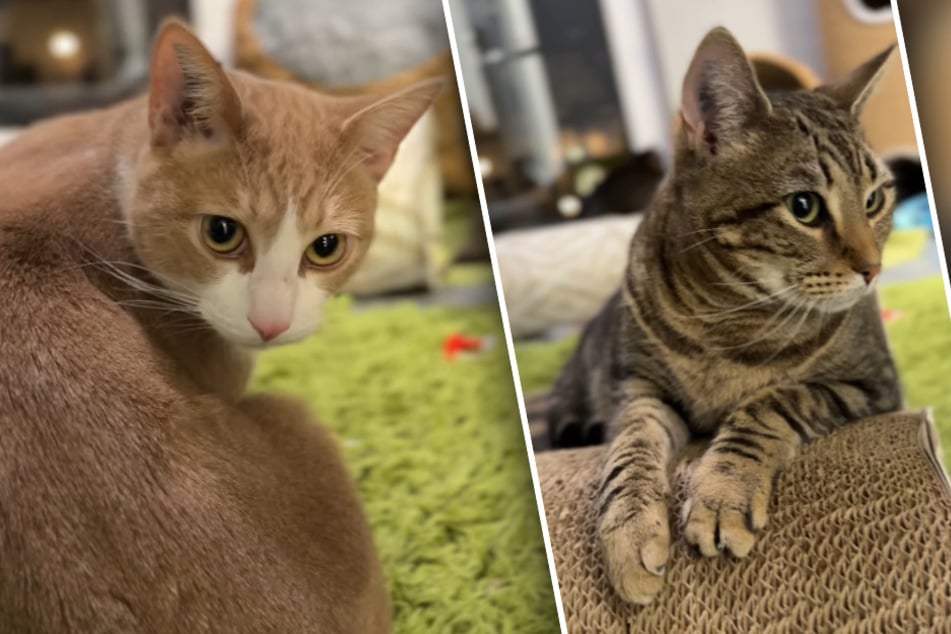 El refugio acoge a 22 gatos de laboratorio: ahora las mininas sueñan con una nueva vida