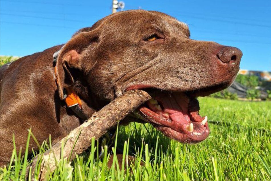 Labrador-Mischling Pino sitzt seit Dezember 2023 im Hamburger Tierheim. Er hofft darauf, ein neues Zuhause zu finden.