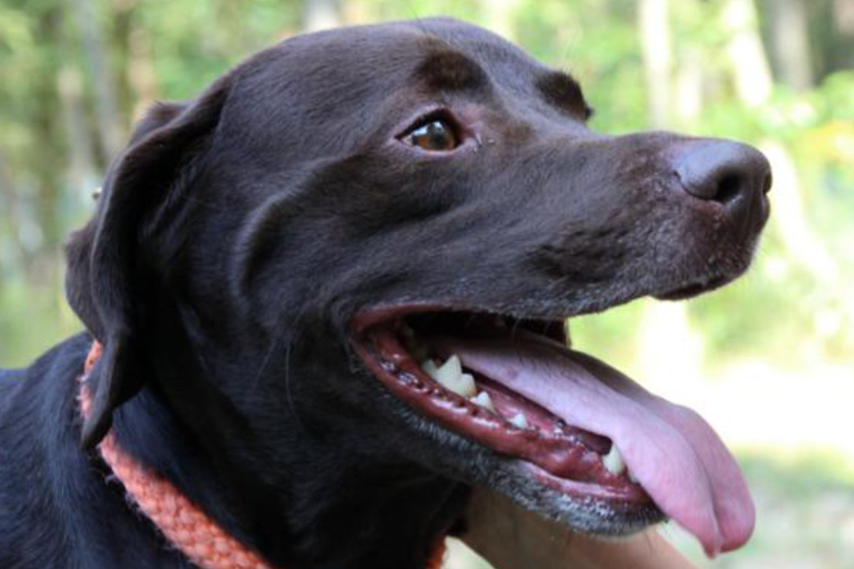 Labrador erleidet traurigen Schicksalsschlag: Gibt es für den lieben Hund ein Happy End?
