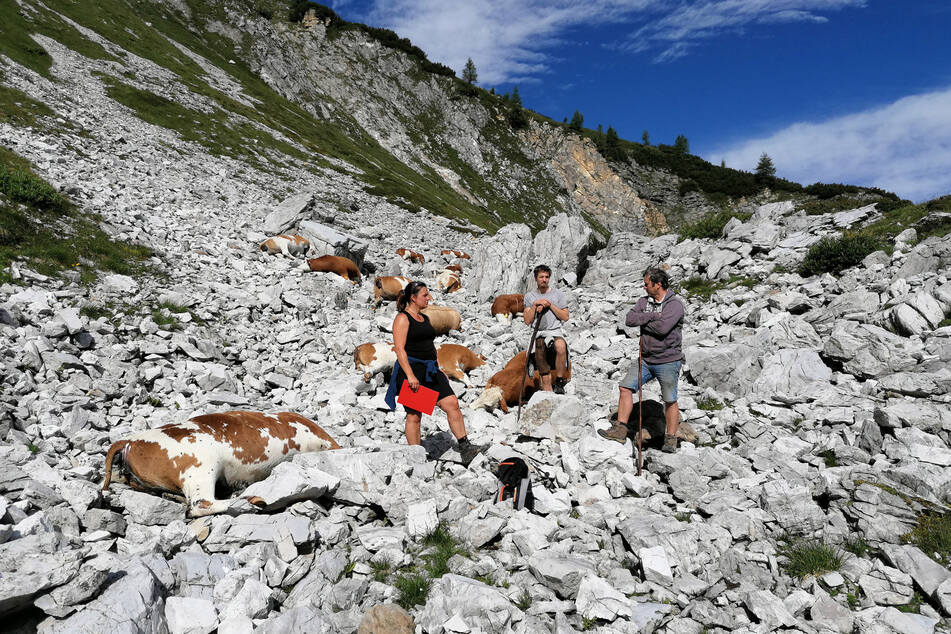 Durch Blitzschlag sind auf einer Alm in Österreich 16 Rinder getötet worden.