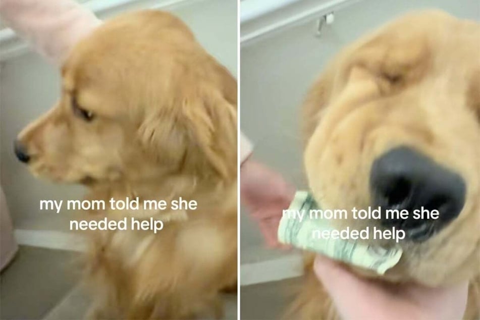 Dog caught eating money in hysterically chaotic video: "He's financially independent"