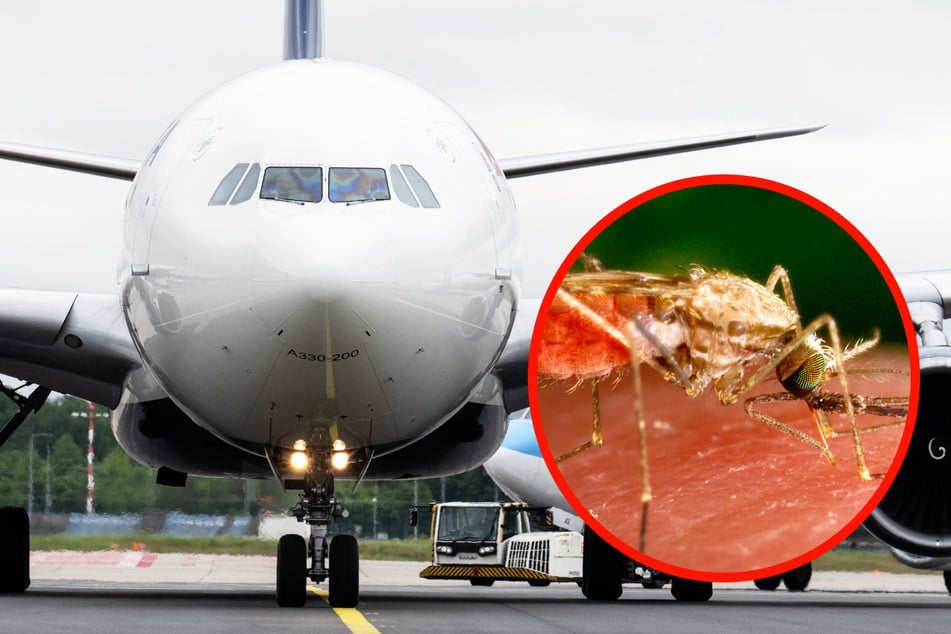Frankfurt: Malaria-Ausbruch am Frankfurter Flughafen: Ein Infizierter gestorben