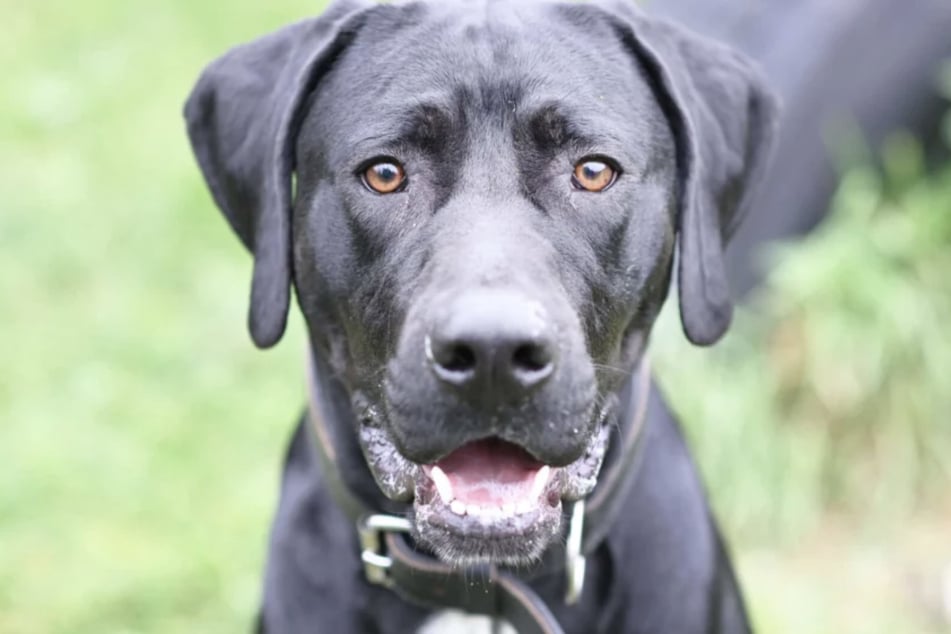 Der hübsche Labrador-Mix Looney (ein Jahr und neun Monate alt) lebt aktuell im Berliner Tierheim.