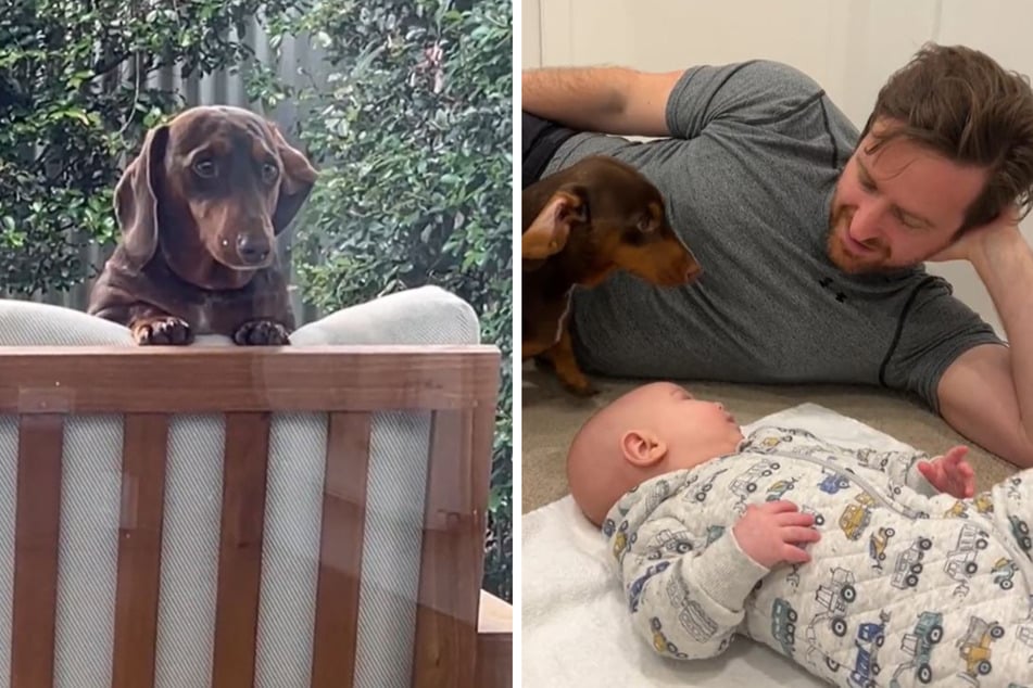 Cooper the Dachshund dog has been having a difficult (yet admittedly adorable) adjustment period with his new human sibling, baby Louis.