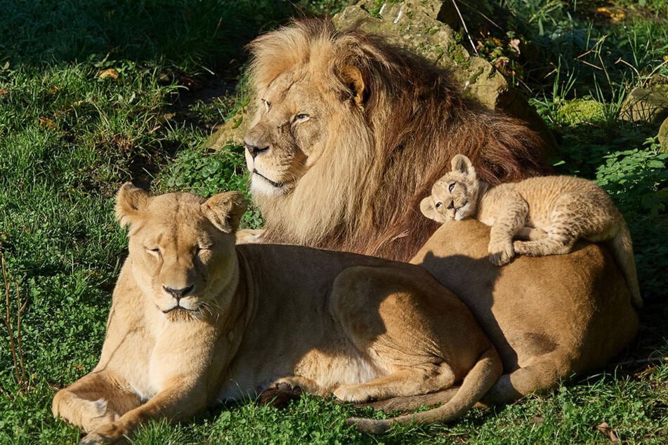 Binta und Chalid (hinten) liegen mit ihrem Sohn Nouri im Außenbereich des Löwengeheges.