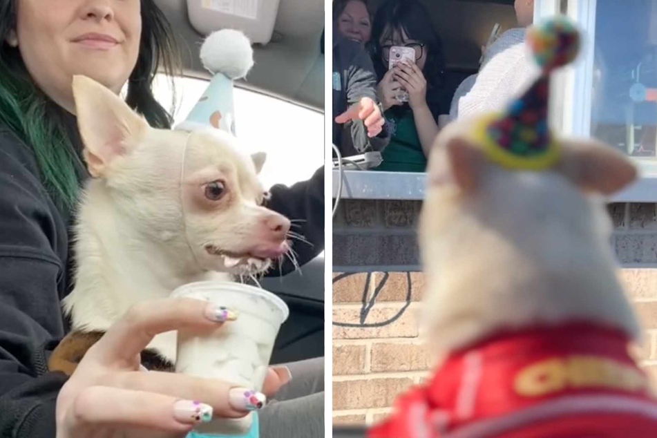 Visiting Starbucks has become a cherished birthday tradition for the dog and his owner ever since Chili first wowed barista Melissa in 2021 with his adorable birthday hat!