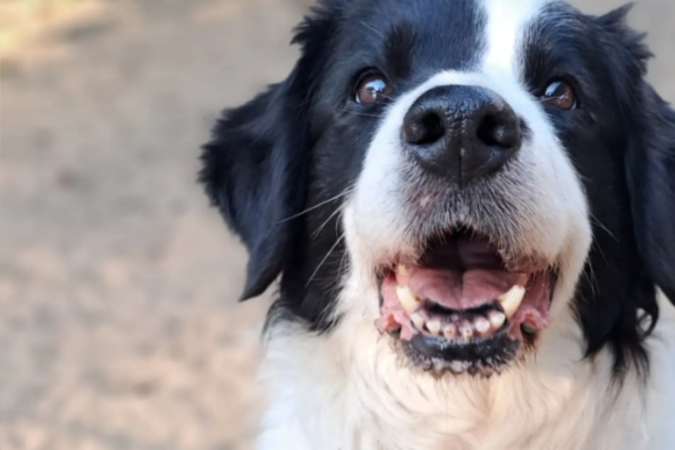 Lilly ist zum sechsten Mal im Tierheim gelandet: Wer schenkt der Hunde-Oma ihr Happy End?