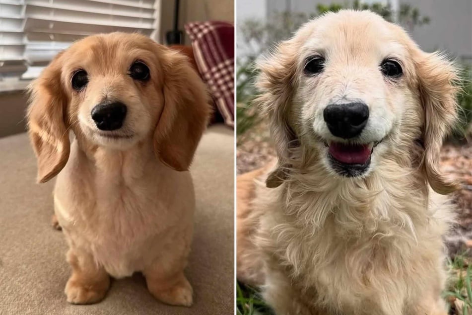 Others suggest that Bella was a veritable "Pixar doggo" and said that she looks "like a cartoon character."