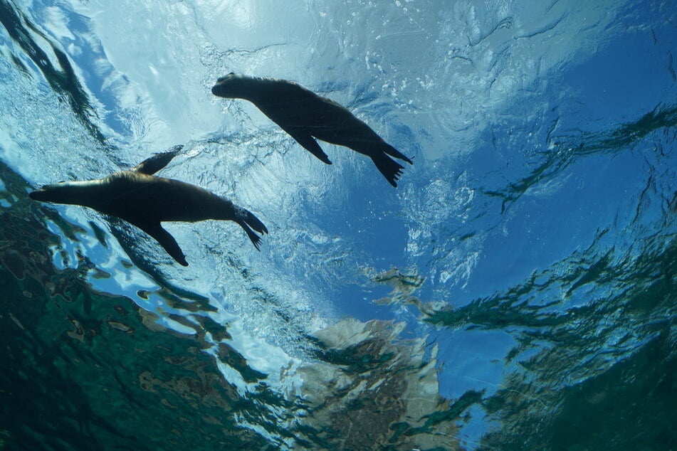 Mehr als fünf Millionen Liter Wasser füllen das riesige Schwimmbecken.