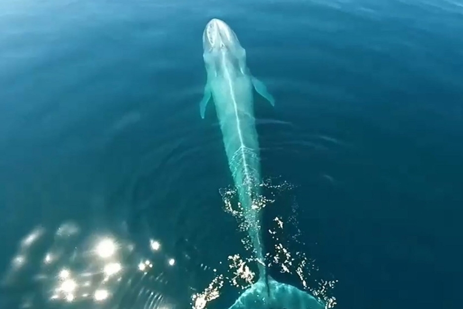 Blauwale sind aufgrund ihrer große besonders effektiv.