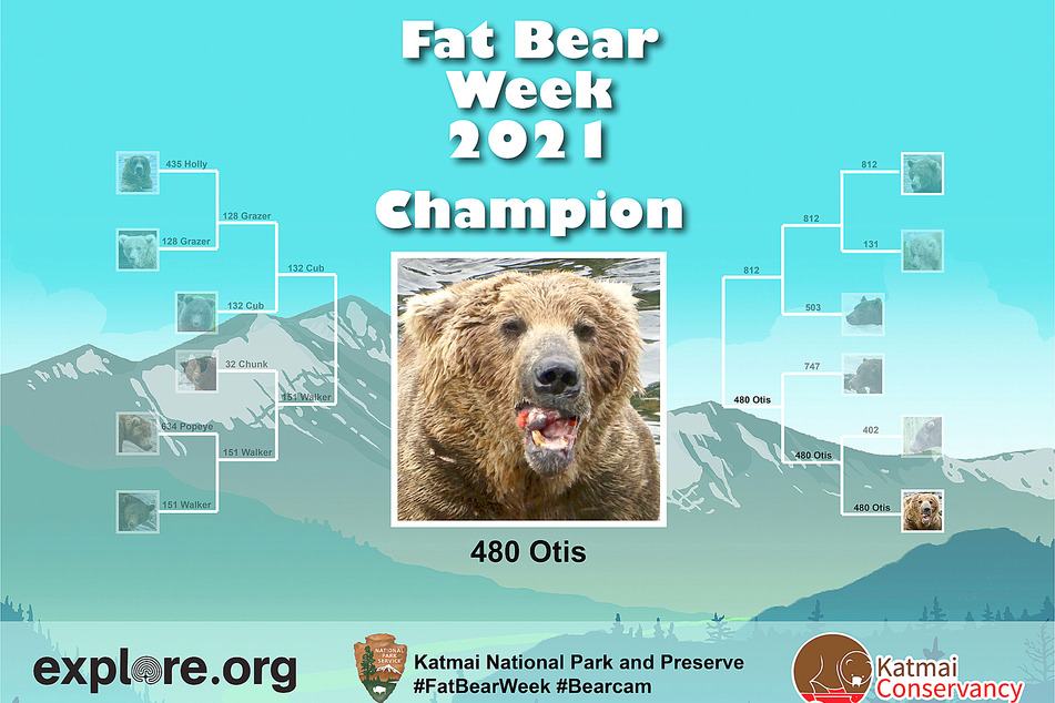Bear number 480, dubbed Otis by Katmai National Park rangers, took home first prize in the 2021 Fat Bear contest. Flattering selfie, Otis.