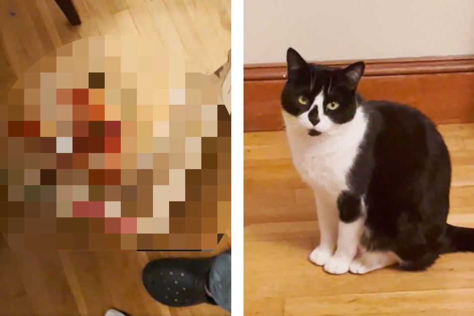 Besitzer lässt Katze kurz alleine in der Küche: Seine Samtpfote nutzt das eiskalt aus