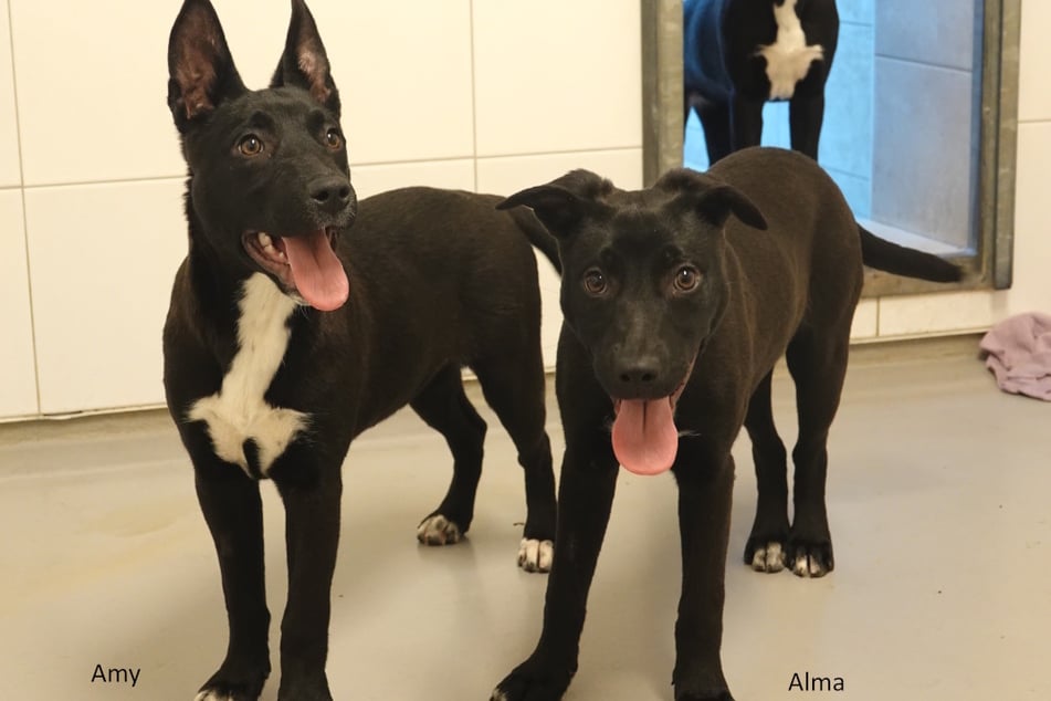 Gesucht wird für die Mischlinge ein Für-immer-Zuhause, in dem sie ein glückliches Leben führen können.