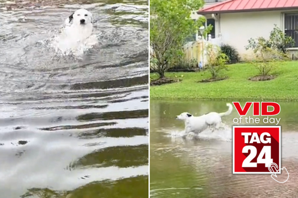 viral videos: Viral Video of the Day for October 6, 2023: Watch this dog having the time of his life in a flooded ditch!
