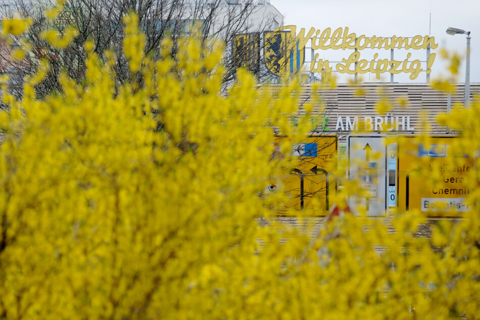 Forsythiensträucher blühten Anfang April in Leipzig.