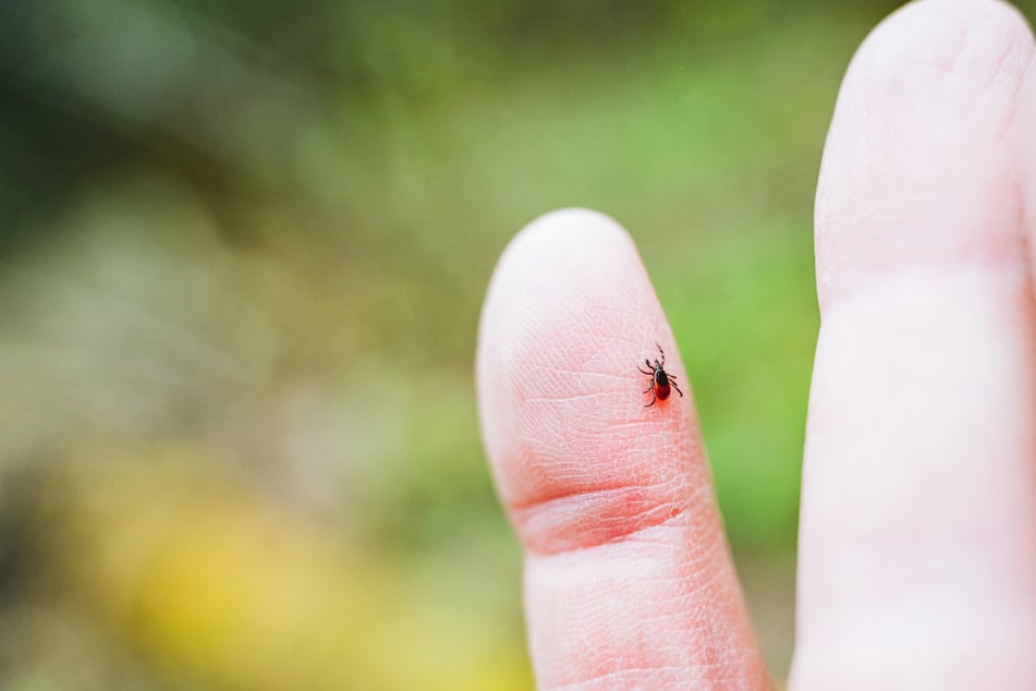Risikogebiete Sachsen und Thüringen: Hier sind Zecken besonders gefährlich