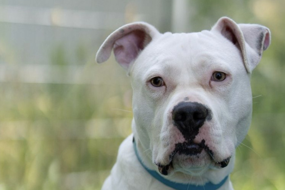 Hund Apollo ist als Abgabehund ins Tierheim gekommen und sucht jetzt ein neues Zuhause.