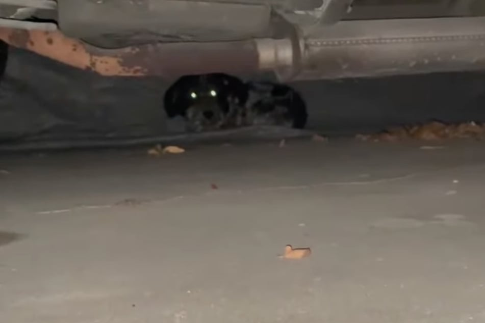 The four-legged friend kept hiding under the car.