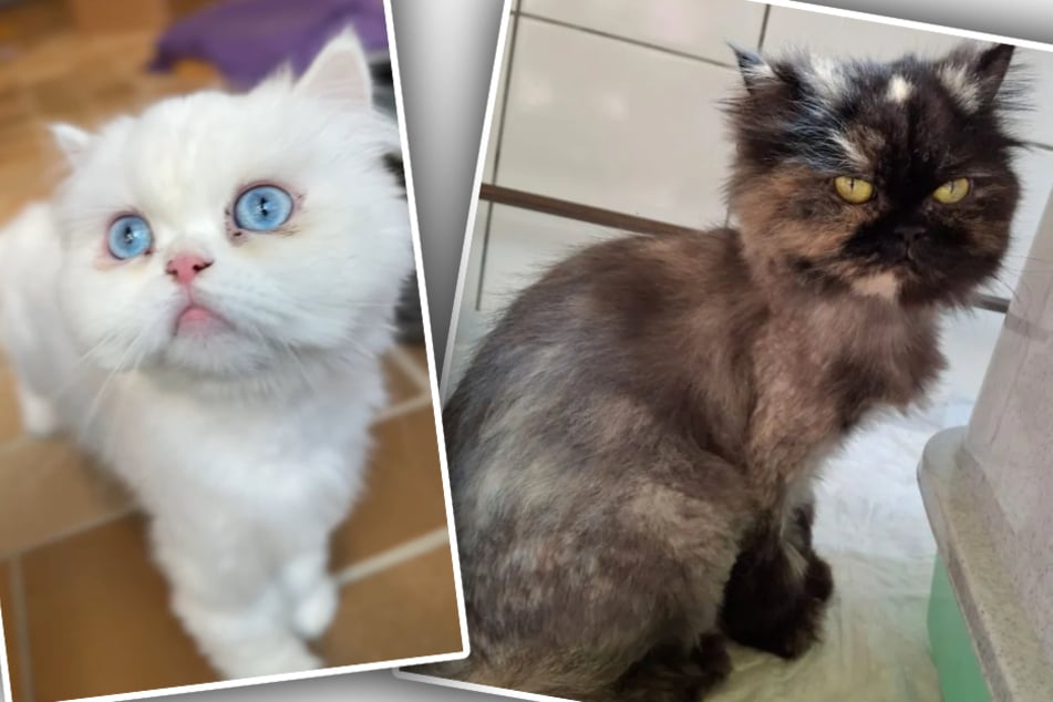 Das weiße Schneewittchen und die etwas griesgrämig dreinblickende Rapunzel suchen ein liebevolles Zuhause, in das sie gemeinsam einziehen dürfen.