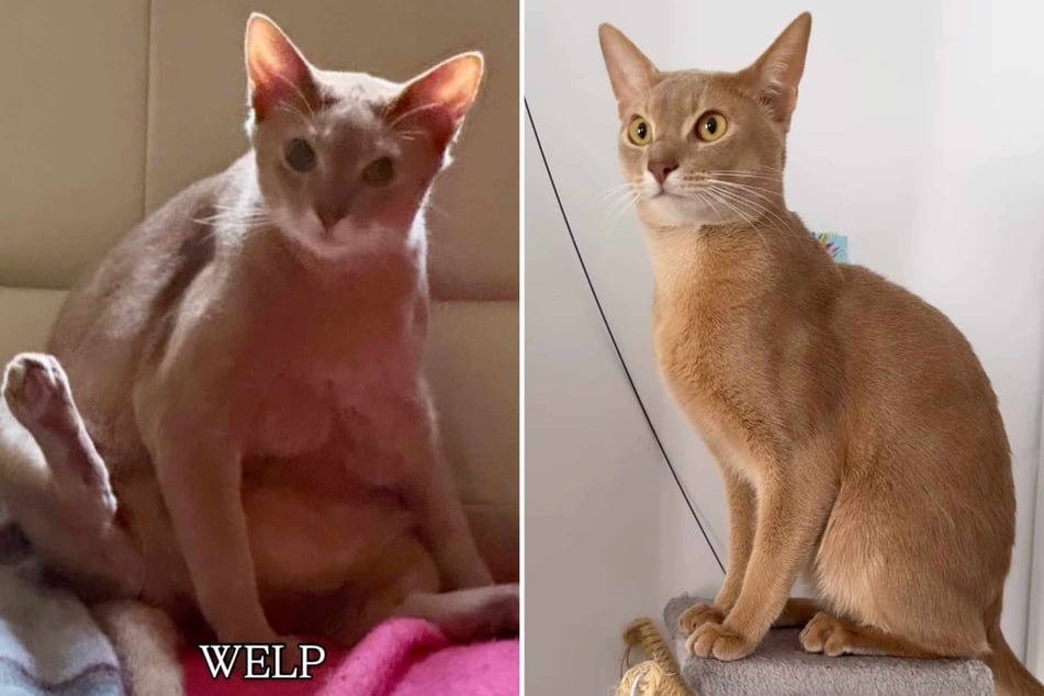 Lina Redford, an artist from Spain, recently had to leave her Abyssinian cat Sinbad with her mother for a month. When she saw what her kitty looked like at the end of the visit, she was shocked!