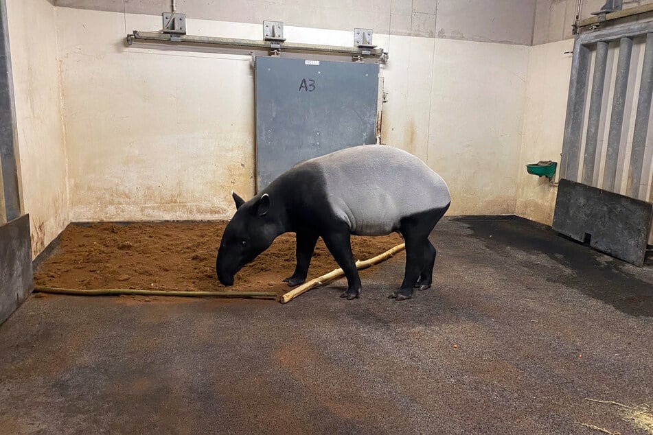 Mit dem Einzug von Weibchen Nessa ist Leipzigs Tapir-Paar seit Freitagabend wieder vollständig. Nun müssen sie und Bulle Nuang sich jedoch erst einmal aneinander gewöhnen.