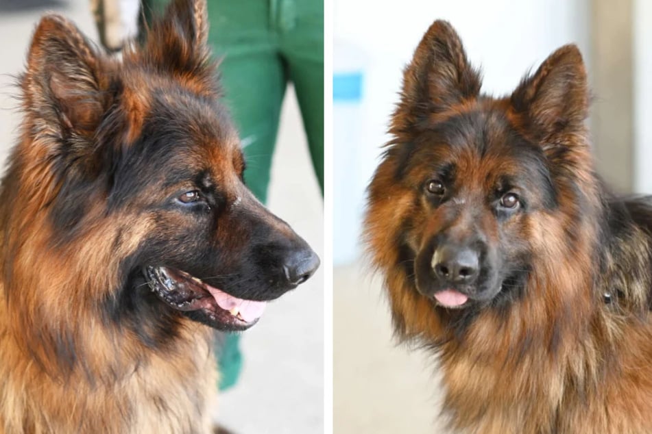 Die Züchterin, auf die Baru registriert war, wollte den freundlichen und schlauen Hund nicht zurücknehmen.