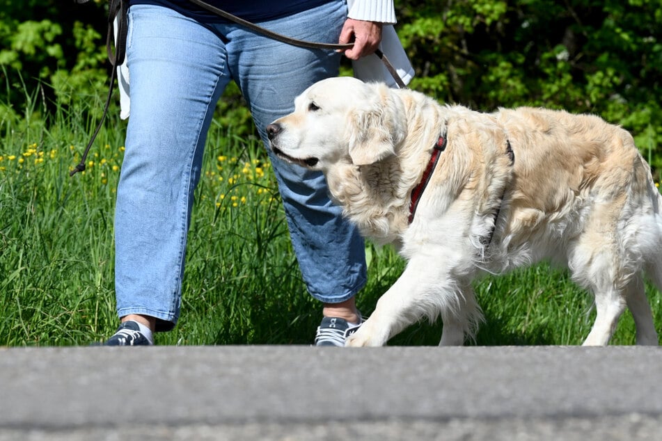 Nach Attacke auf das eigene Herrchen: PETA fordert Führerschein für Hunde