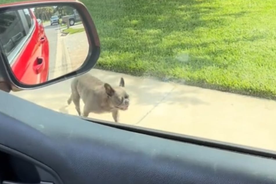 Da blieb Micah Ethridge die Spucke weg: Seine Französische Bulldogge Sugar lief plötzlich an seinem Auto vorbei.