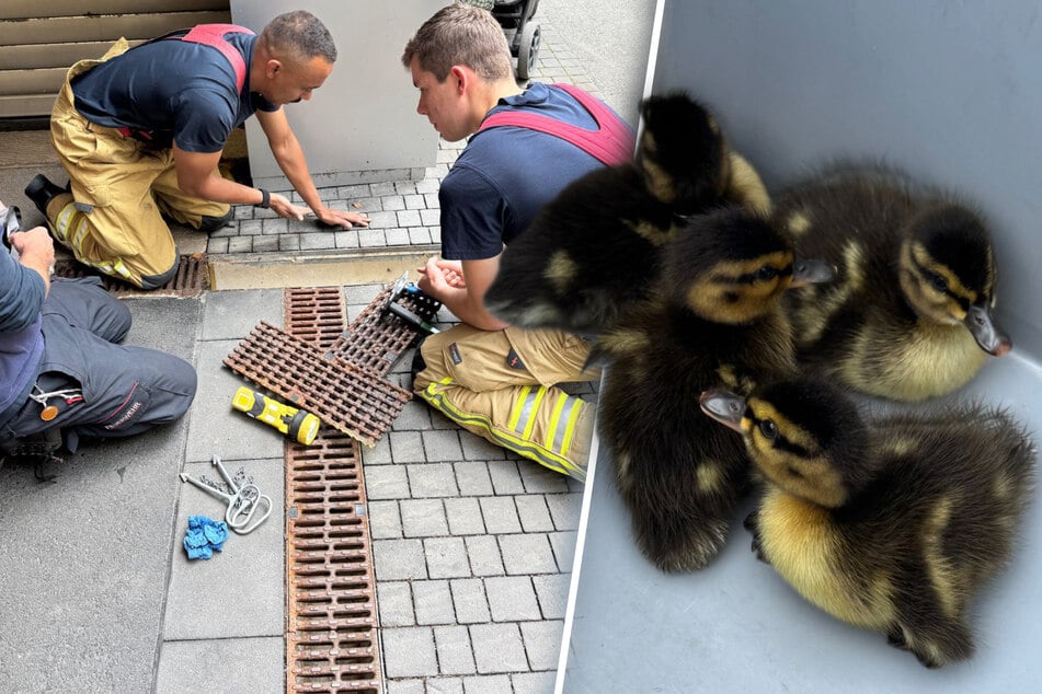 Dresden: Tierischer Einsatz in Johannstadt: Entenküken in Rohr gefangen