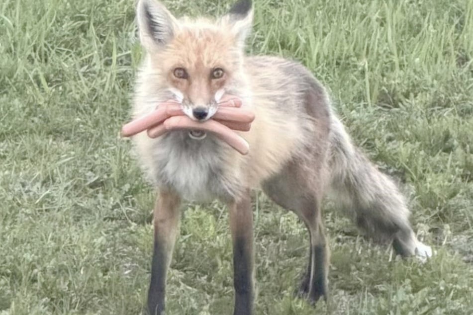 Erwischt! Weit kam der Fuchs mit seiner Beute nicht. Hergeben wollte er sie aber auch nicht mehr.
