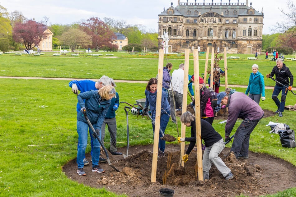 Dresden: 30 Gärtner im Einsatz: Dresdens grüne Lunge wird wieder aufgeforstet