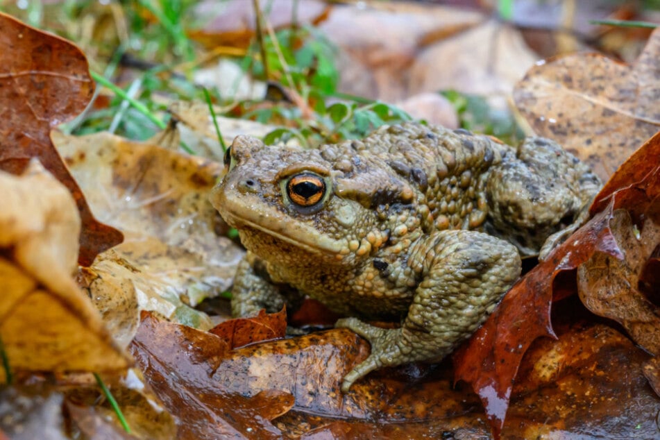 In Chemnitz leben zehn verschiedene Amphibienarten. (Symbolbild)