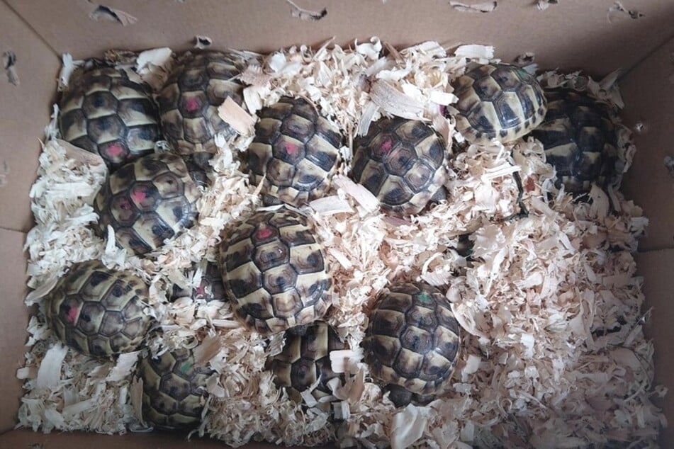 So wurden die kleinen Schildkröten transportiert. Ob ihre Papiere gefälscht wurden, muss nun ermittelt werden.