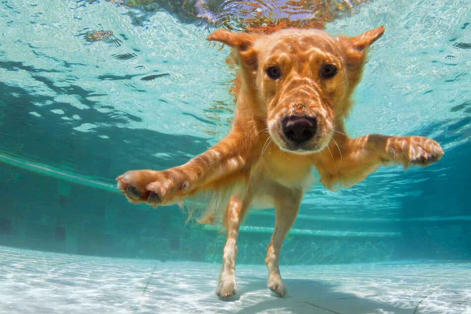 Can dogs dive and swim underwater?