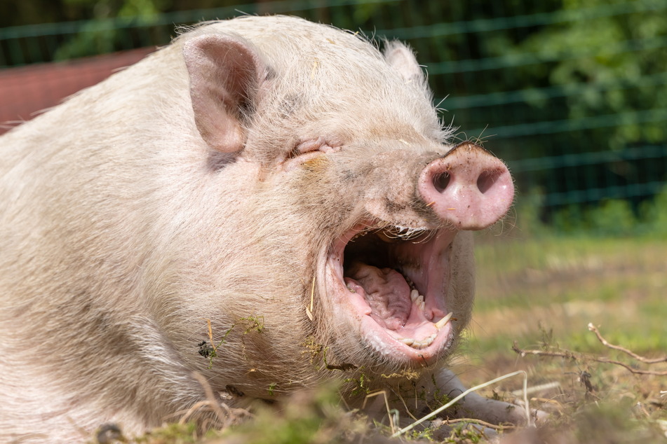 Mini-Schwein-Dame Jeanny (5) frisst alles, was ihr vor den Rüssel kommt.