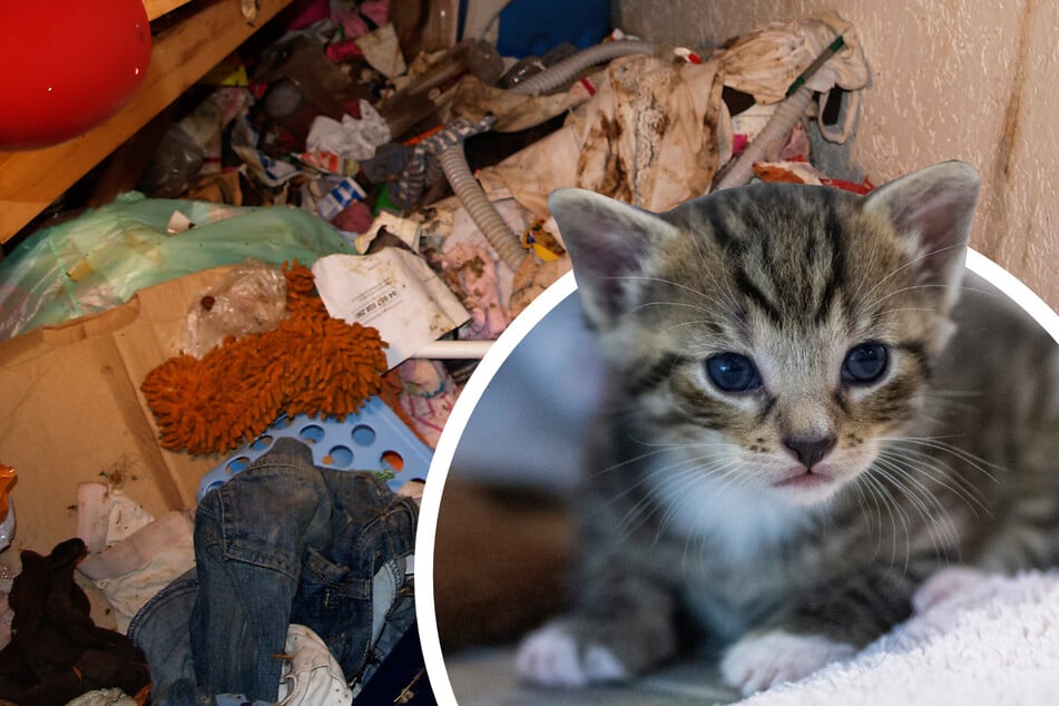 Tierretter holen Katzen aus vermüllter Messie-Wohnung: "Sehr schreckhaft und ängstlich"