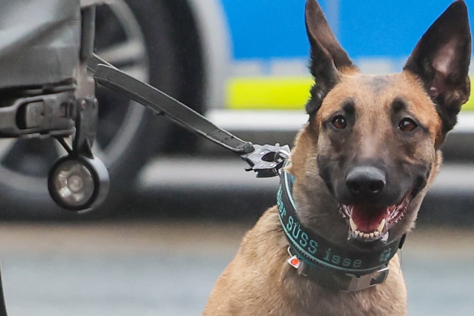 Altersvorsorge gestohlen: Handwerker beklaut Frau, doch dann wird der Suchhund eingesetzt