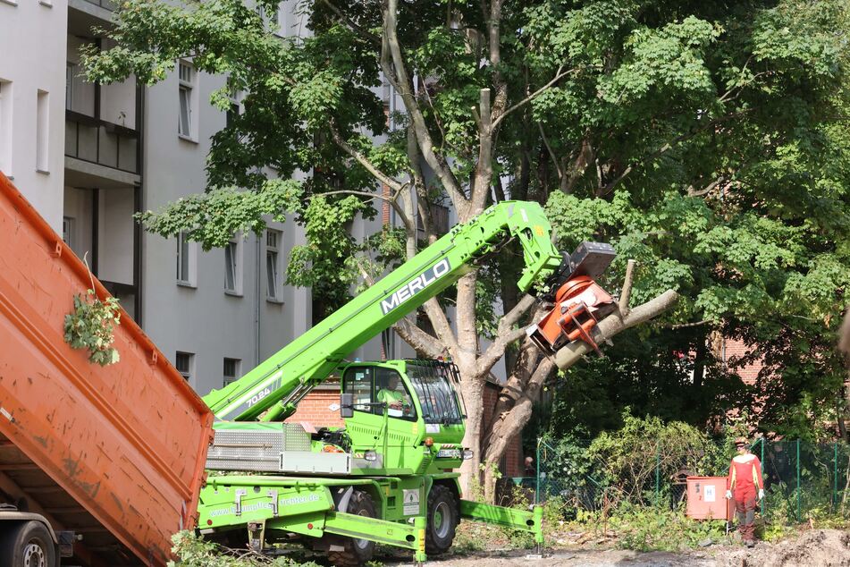 Der Baum wird unter Bewachung der Polizei abgetragen.