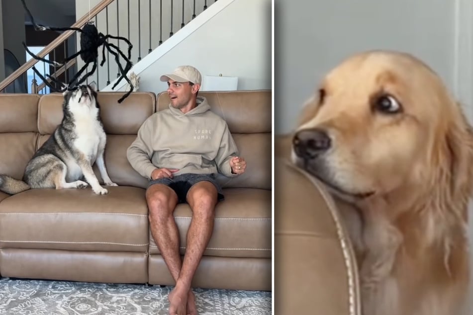 Husky Blue beäugt die Spinne lediglich misstrauisch. Golden Retriever Maverick hat hingegen wirklich Angst.