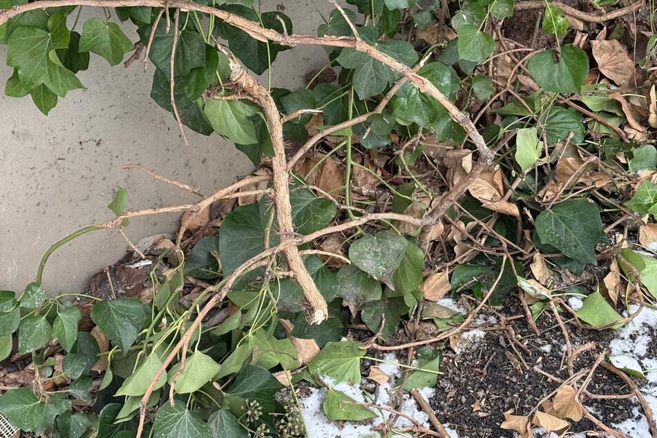 Es wird gehofft, dass sich der Efeu regeneriert und von selbst wieder nachwächst.