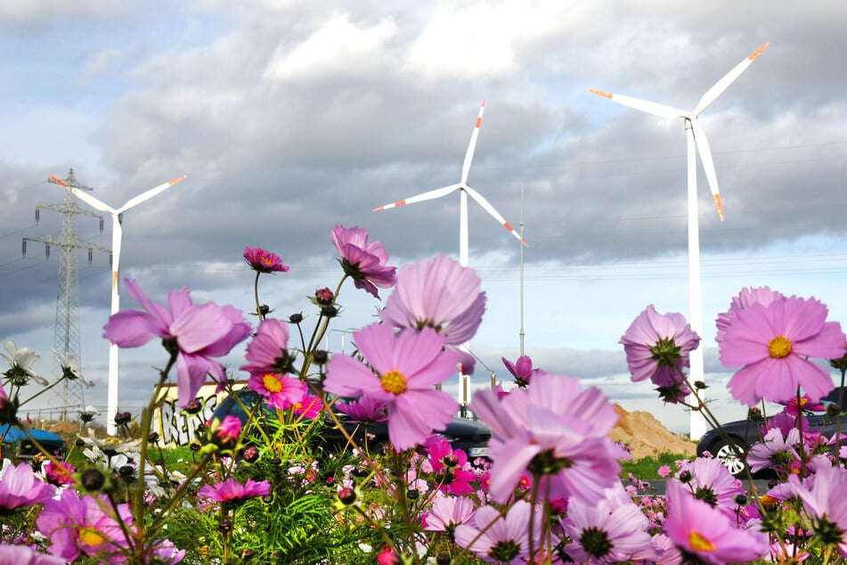 Wertvoller Lebensraum für Vögel, Amphibien und Insekten. (Symbolfoto)