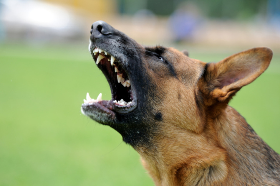 Der Hund biss dem Mädchen in den Kopf. (Symbolbild)