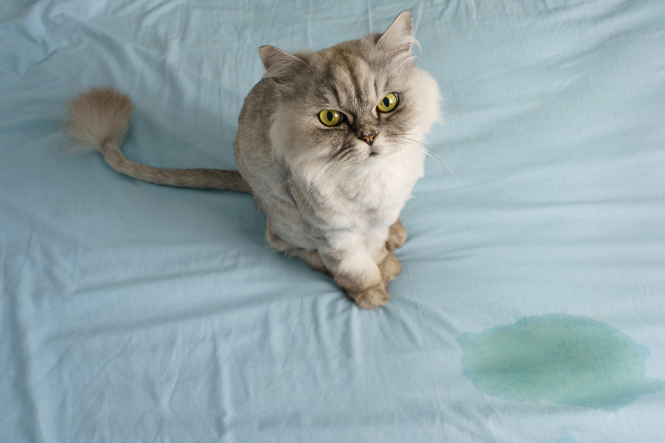 Cat pee can be the cause of a rather nasty-smelling end to your favorite bedsheets.