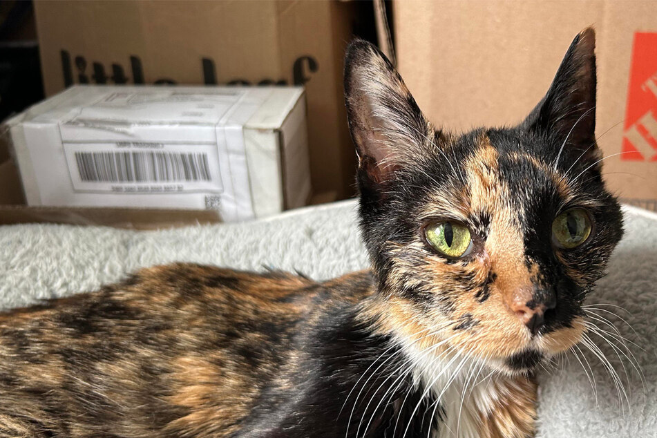 Cat suffering from terminal cancer at shelter gets touching surprise