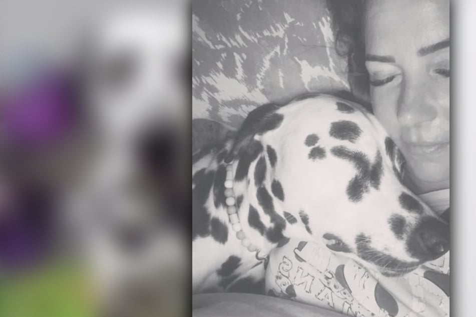 Nächster Schicksalsschlag für Familie Diekmeier: Geliebter Hund stirbt nach Vergiftung