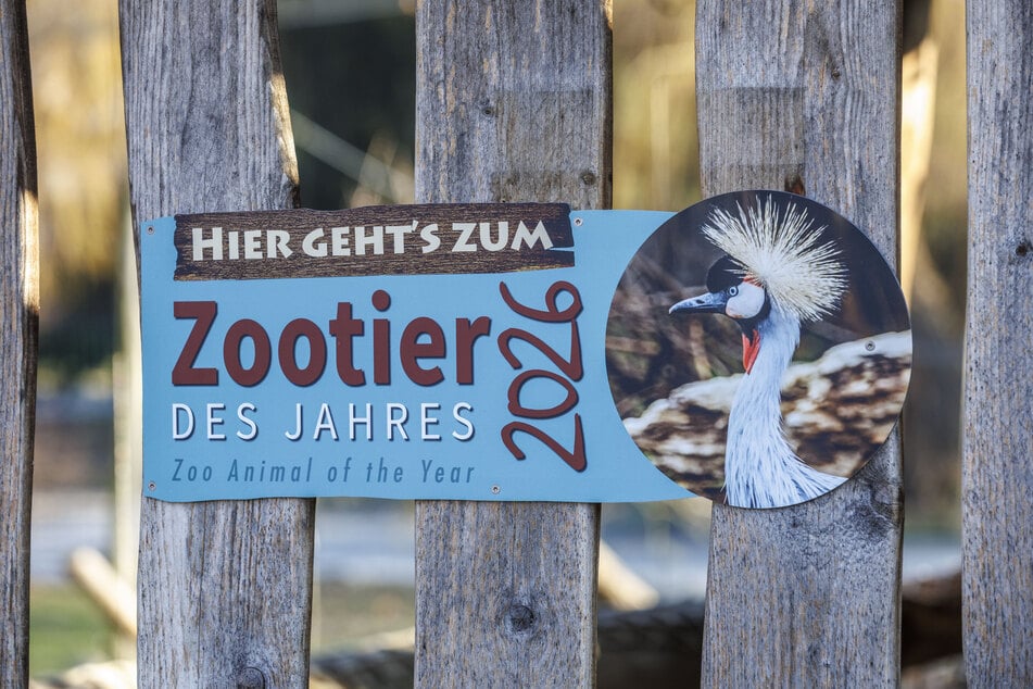 Im Zoo Dresden weisen Schilder den Weg zum Zootier des Jahres, dem Kronenkranich.